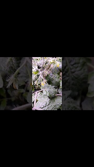 AeroGarden a Tomato is born!