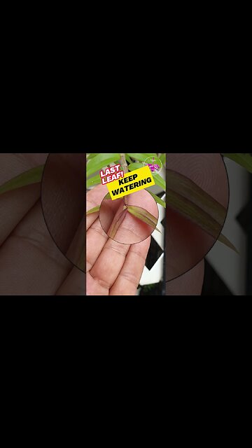 💦 CONFUSED? NO MORE! 💦 Water 💦 🛑DON'T Water 💦 Water💦 🛑DON'T Water #ninjaorchids #shorts #orchidcare