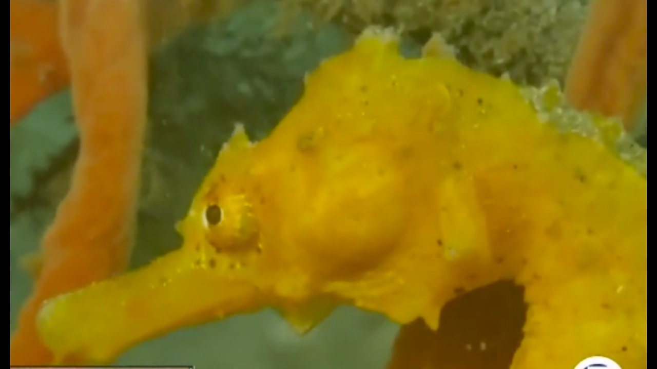 Official ceremony marks ban to protect exotic fish