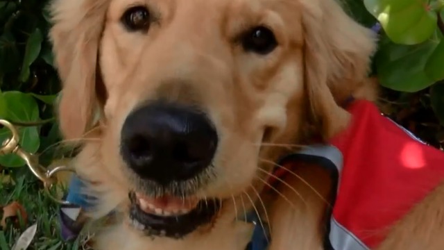 Dogs help comfort returning students and staff