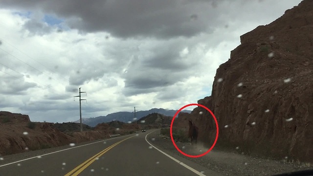 Wild horse gallops alongside highway