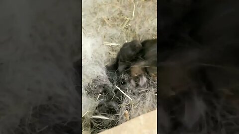 #homesteading #homesteadlife #farm #farmlife #farmanimals #bunnies