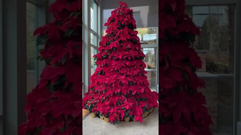 Poinsettia Christmas Tree at the Gibbs Cancer Center🌲🧑🏽‍🎄🎄❤️