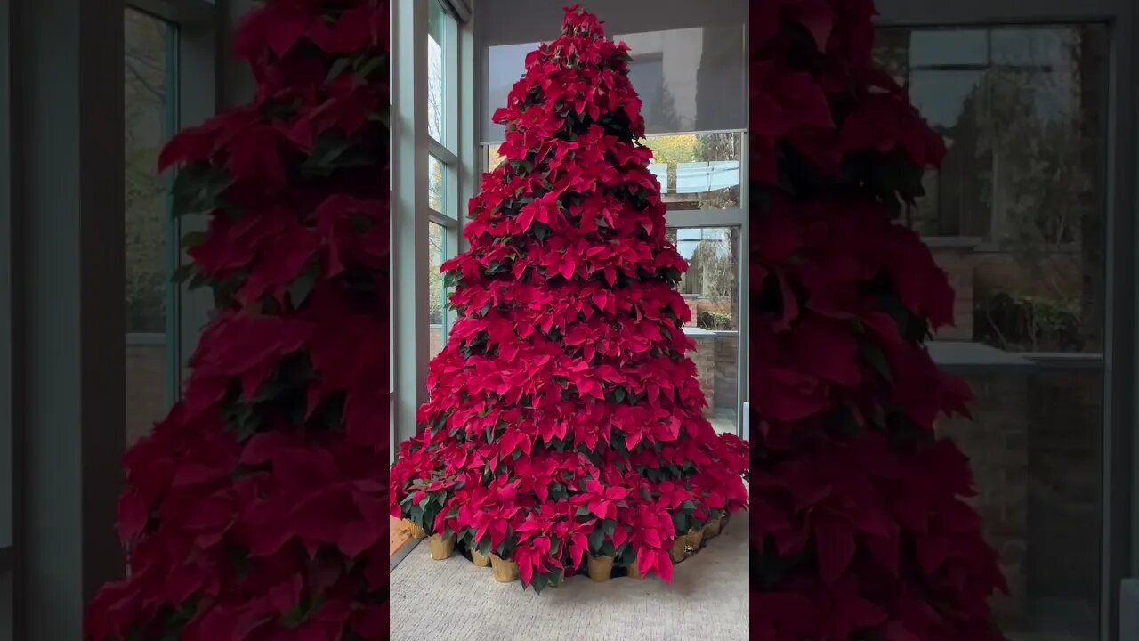 Poinsettia Christmas Tree at the Gibbs Cancer Center🌲🧑🏽‍🎄🎄❤️