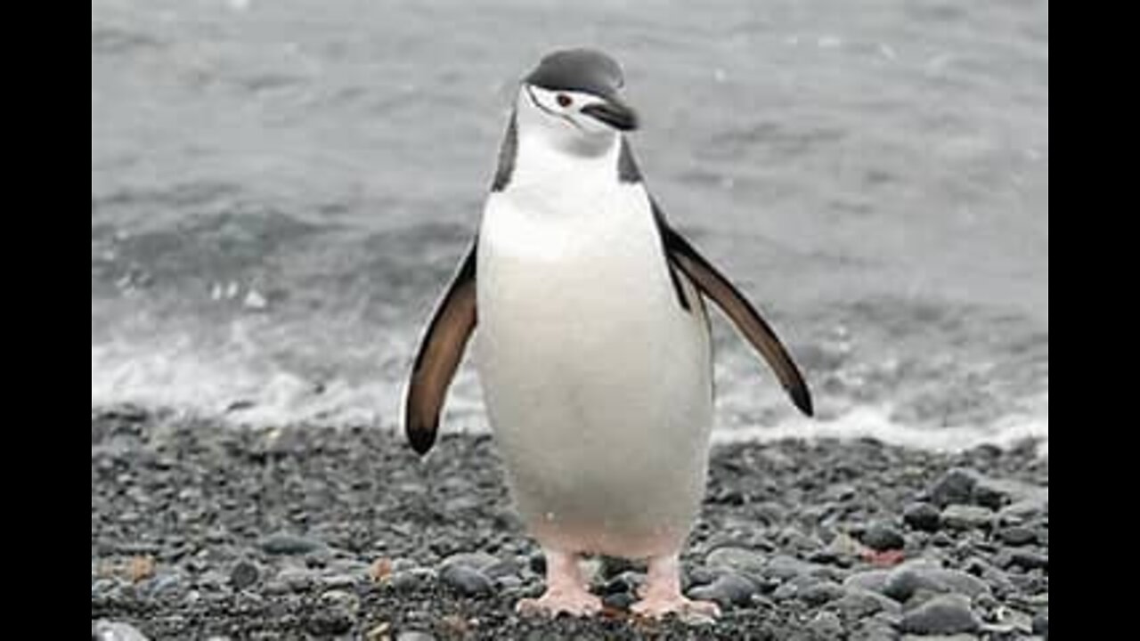 PENQUIN