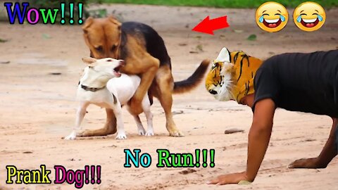 Wow Nice Fake Tiger Pranks Dog Prank Dogs Run Very Funny Try To Not Laugh Challenge