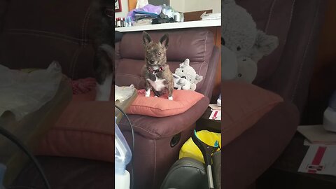 Puppy Dog Betty Girl. #trending #shorts #chihuahua #teacuppuppy #puppylove #amputee #betty #dog