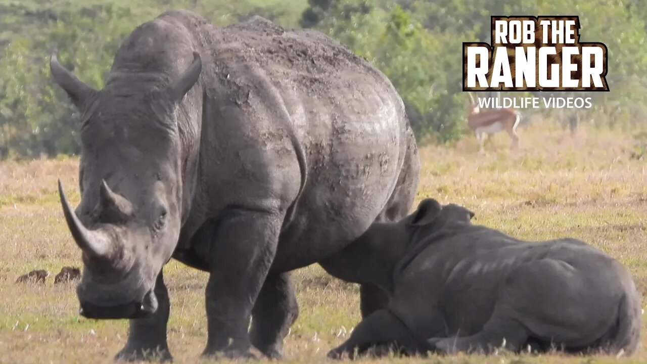 Southern White Rhino Mother And Calf | Ol Pejeta | Zebra Plains On Tour