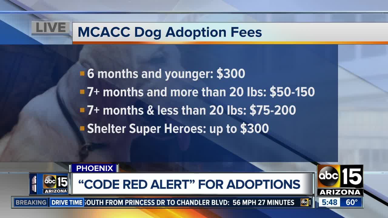 Overcrowded Maricopa County animal shelter issues 'Code Red' alert