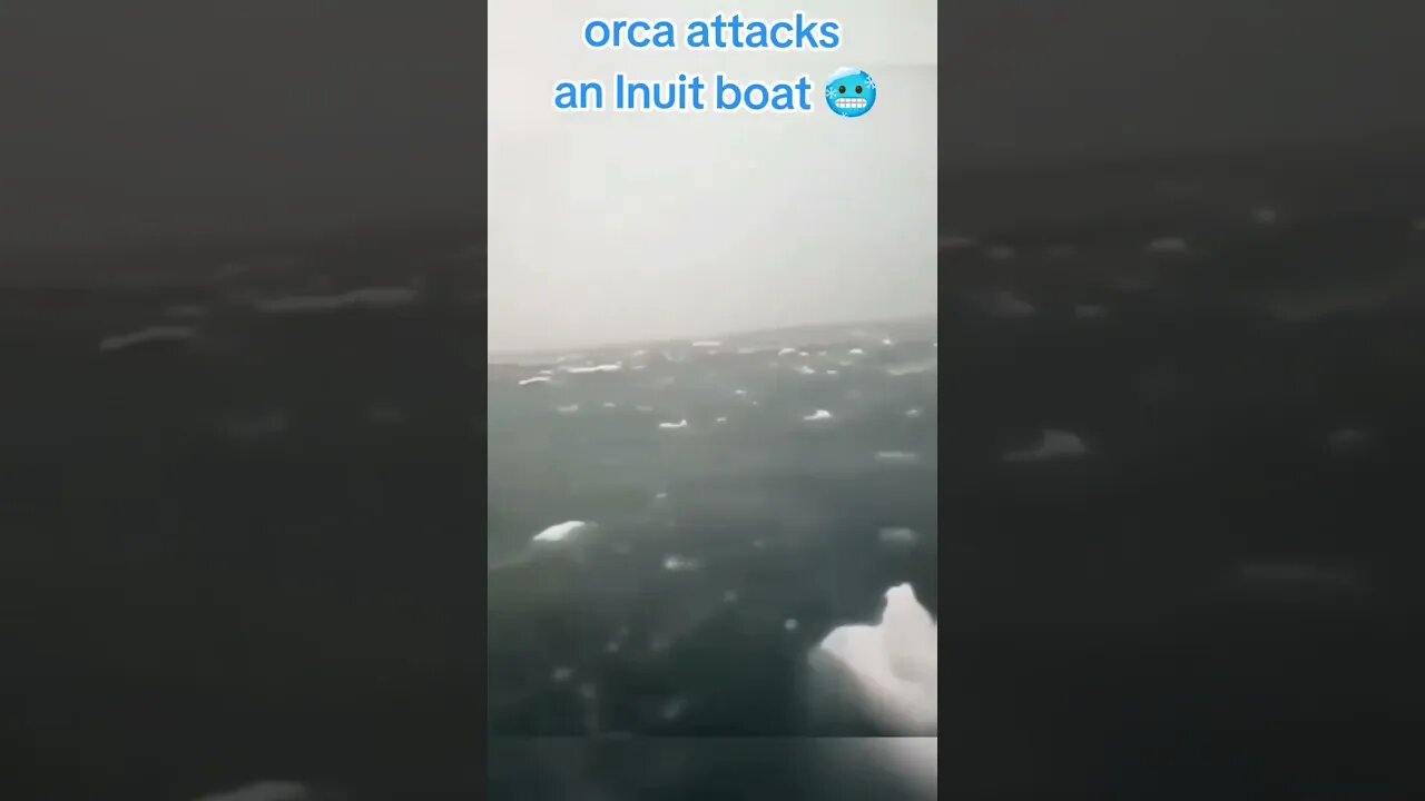 SHOCKING Video Of Orca Attacking Small Boat