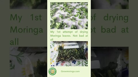 Moringa Grow With Us in Louisiana USA with Carol | The Grow Moringa Collective