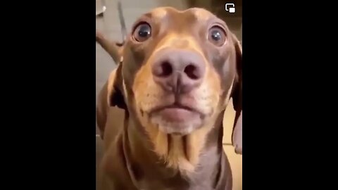 Cute Dog Rapping #CuteDog #DogVideos #FunnyDogs #FunnyVideos