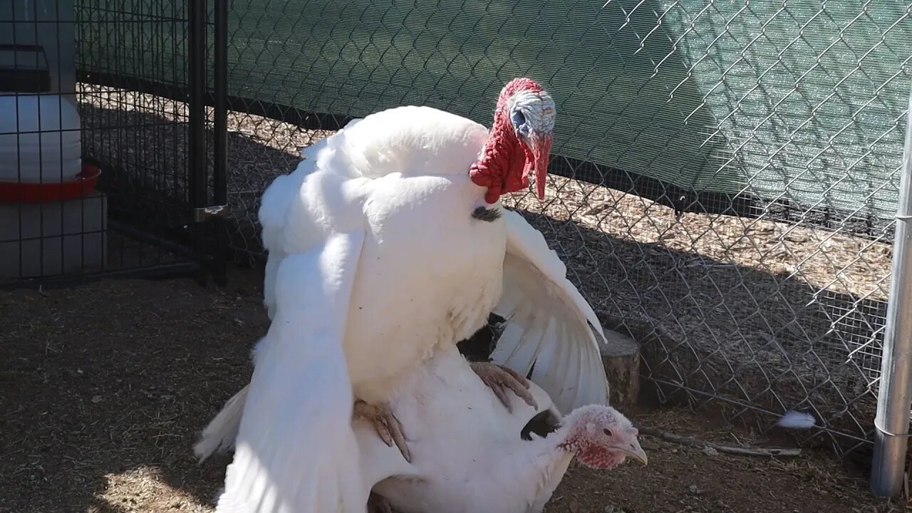 Setting up a Pig Chute | Desert Pigs | Desert Turkeys