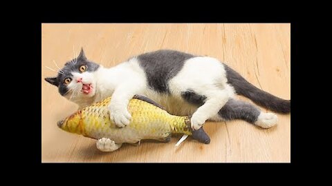 Best Cute Pets And Funny Animals Compilation #51