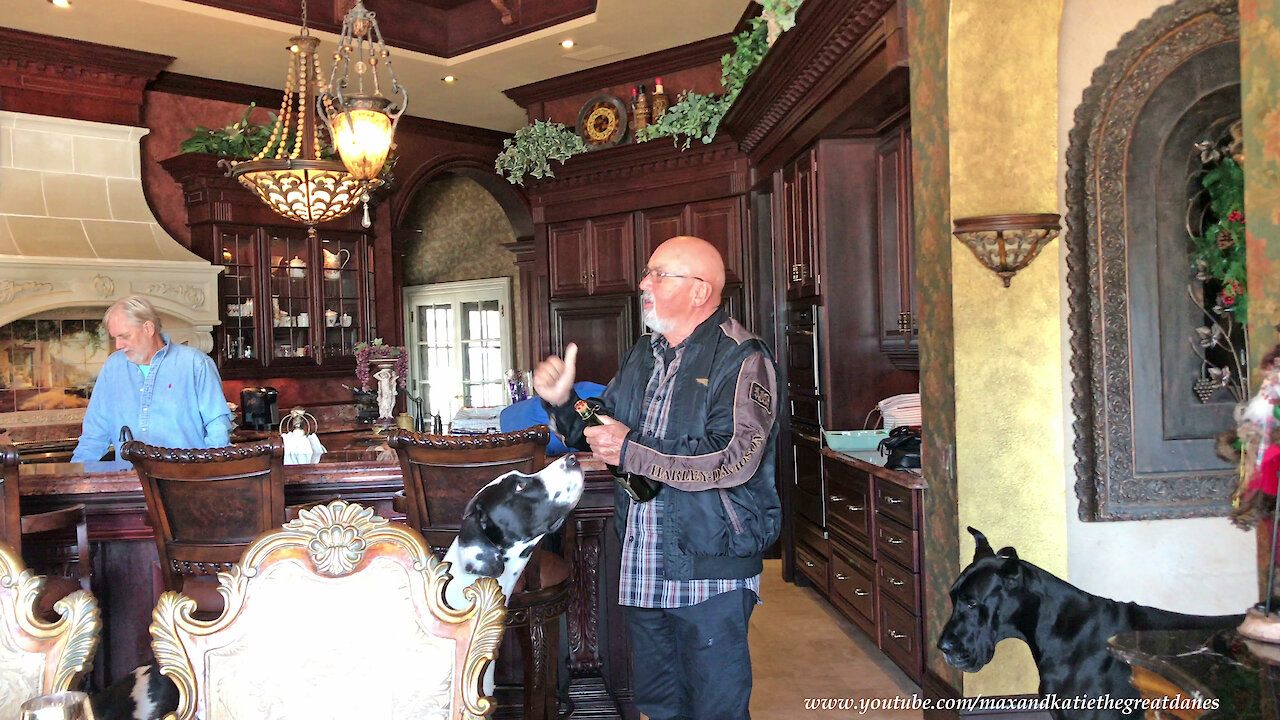 Great Danes Enjoy a Funny Champagne Toast and Cork Pop