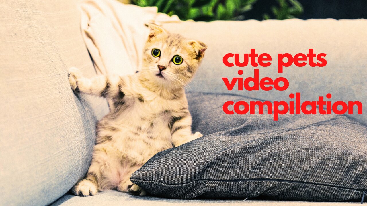 Cute And Funny Pets | best pets funny video compilation