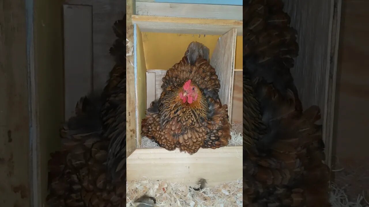 double stacked in the nesting box