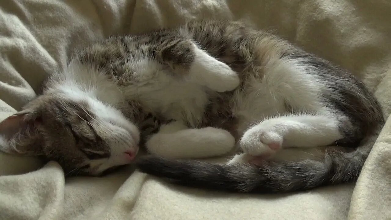 The Role of a Cat's Whiskers, Cat Anatomy