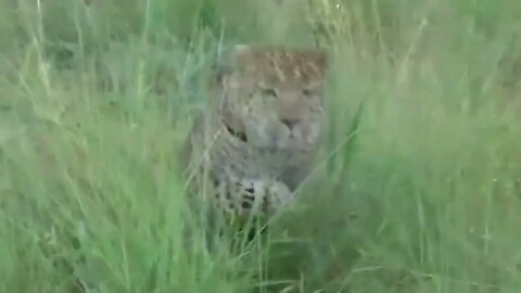 Unbelievable Monkey Save Mouse From Snake Hunting Cat vs King Cobra Snake, Lizard Real Fights-7