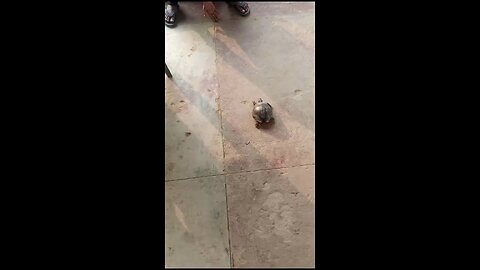 #videos #viral #animal