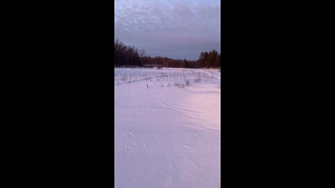 The swamp
