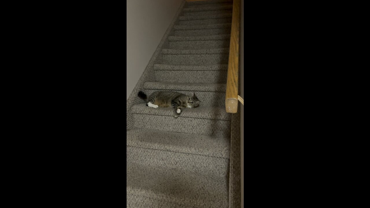Cute cat