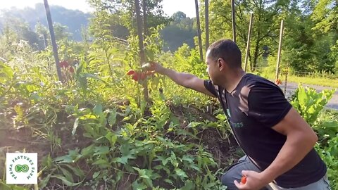 Huge Harvests from Small Spaces