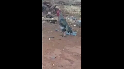 Parading Cock