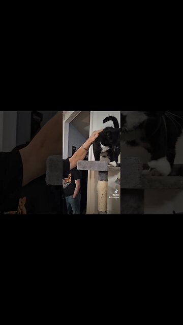 Thanksgiving in the Star Family #thanksgiving #pets #family