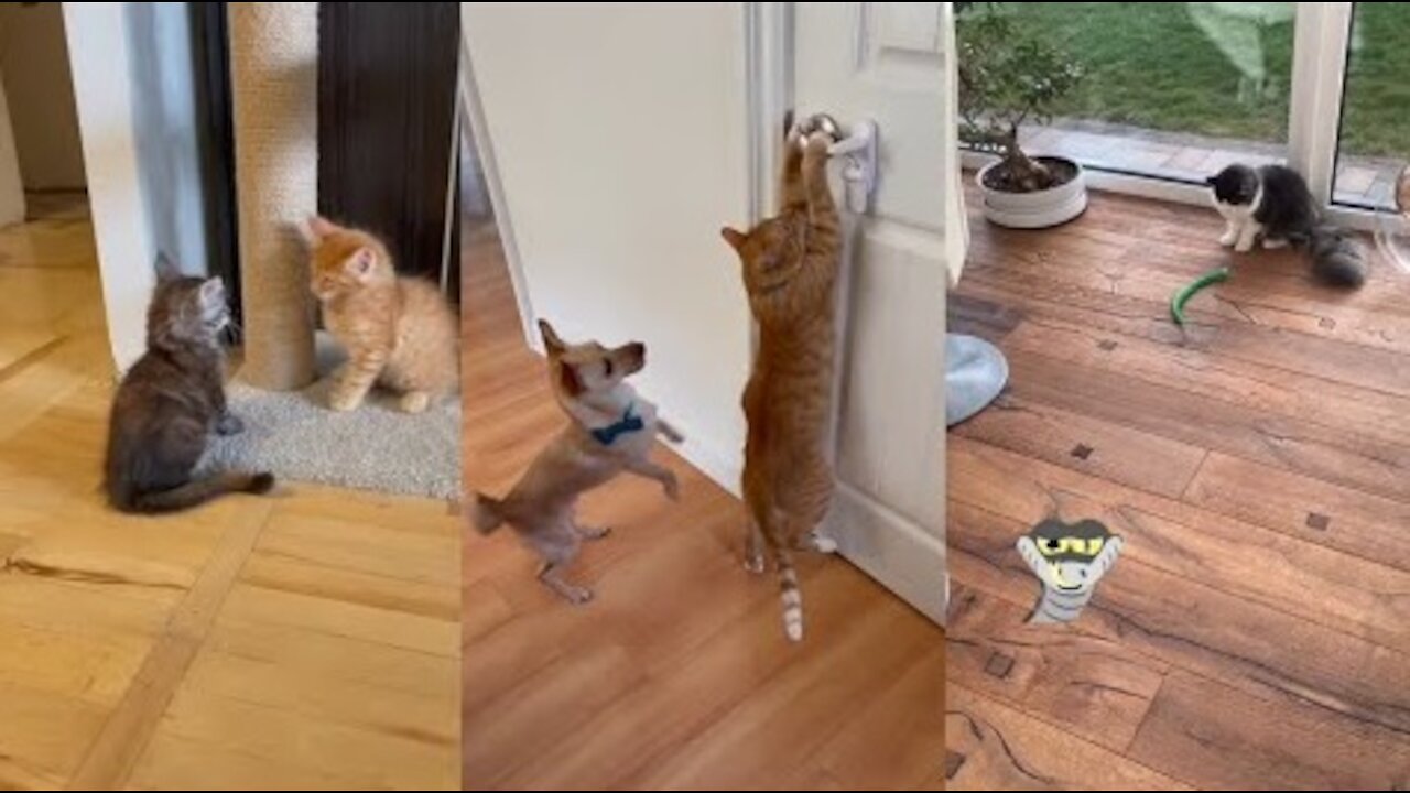 Baby Cats - Cute Cats Funny Videos Compilations