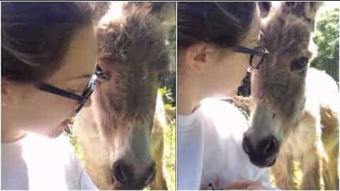 若くて元気なロバに勉強を邪魔される女性