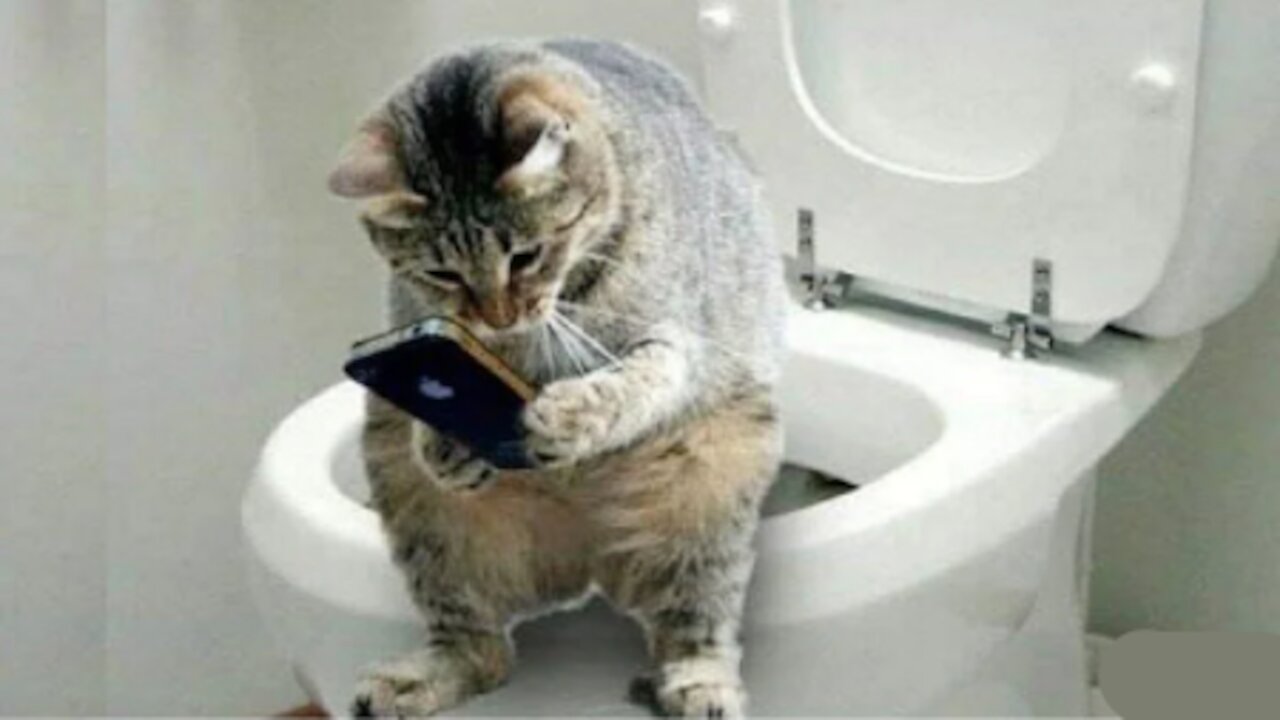 Crazy Cats - Cats are Funny