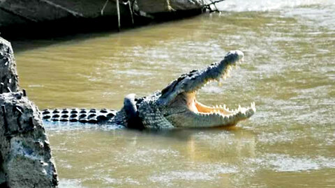 SIGHTING OF A CROCODILE BEHIND THE HOUSE