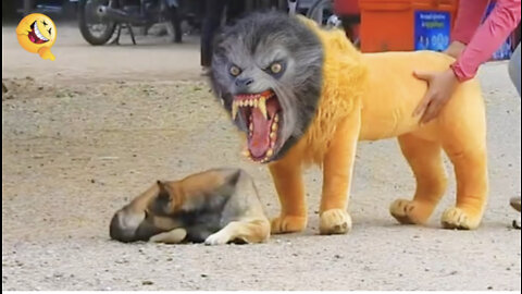 Troll Prank Dog Funny & fake Lion and Fake Tiger Prank To dog & Huge Box Prank to do