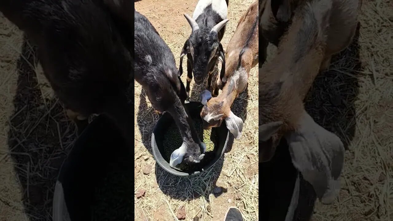 I'm switching it up on my goat feed! DuMor and alfalfa pallets.. #myanimals #mygoats