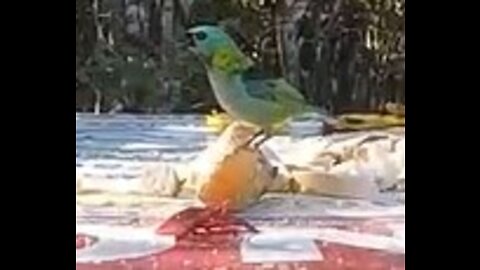Birds Brazil
