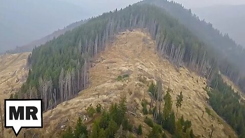 Amazon Of Europe Under Siege From Illegal Loggers
