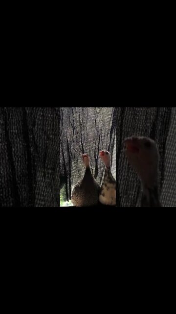 12 week guinea fowl keets perch on window sill. Jerry is a boy!