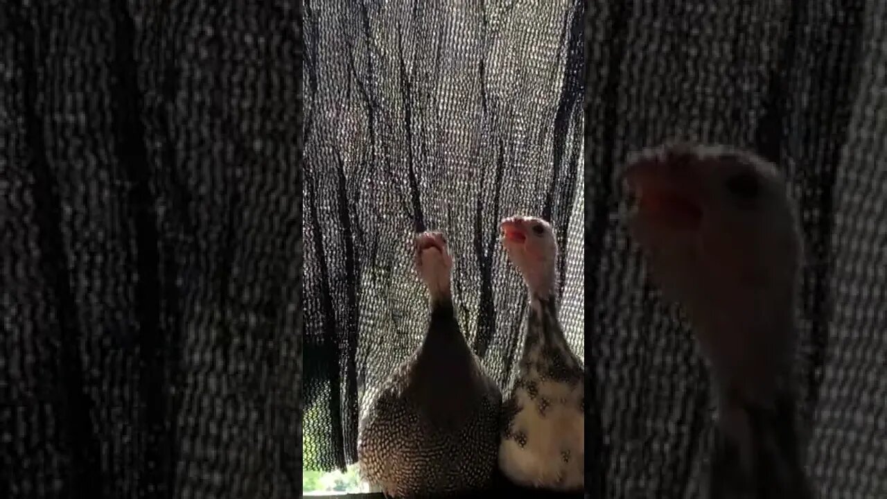 12 week guinea fowl keets perch on window sill. Jerry is a boy!