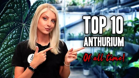 My TOP 10 Anthurium of ALL TIME!