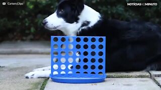 Este cão tem talento para jogar 4 em linha