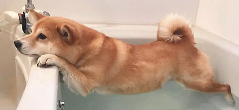 Best Dog Videos of the Decade