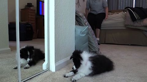 Cute Puppy Confused By Mirrors