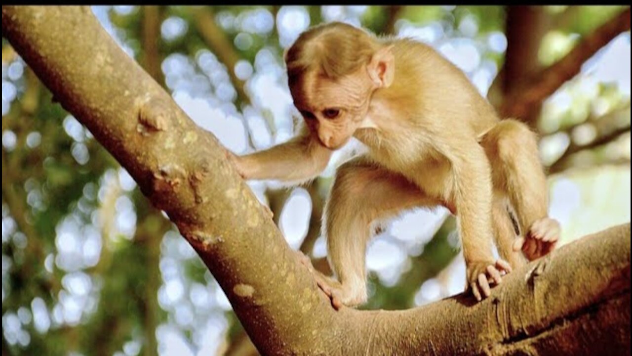 Monkey Videos Funny and Cute Monkey Video comedy 😂 money