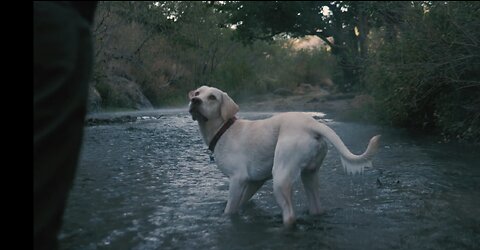 Dog playing in water