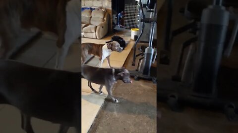 What Life in a Dog Pack Looks Like - 10 free-range pittys