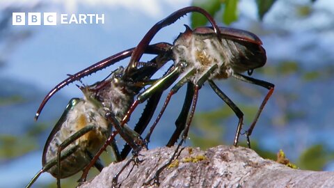 Beetle's Brutal Battle for Love | Earth's Great Seasons | BBC Earth