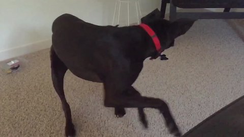 Dogs Chasing Their Tails