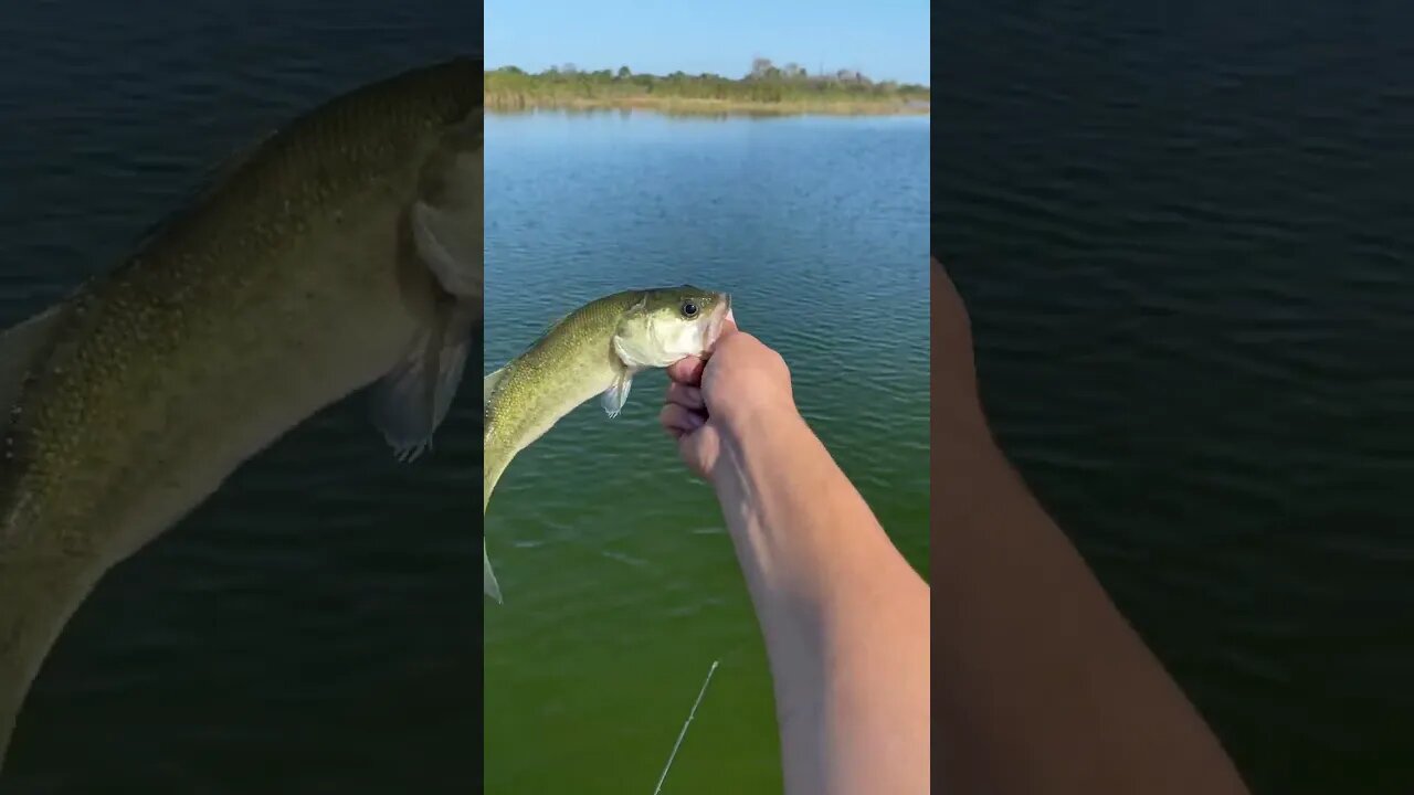 Bass on the Crankbait! #bassfishing