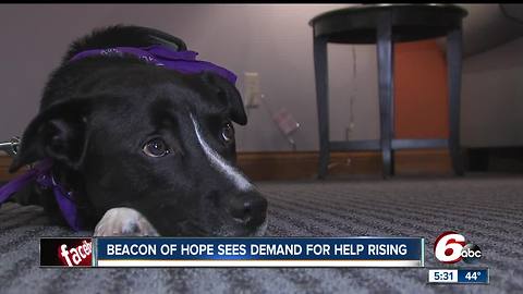 Beacon of Hope Crisis Center adds trauma therapy dog